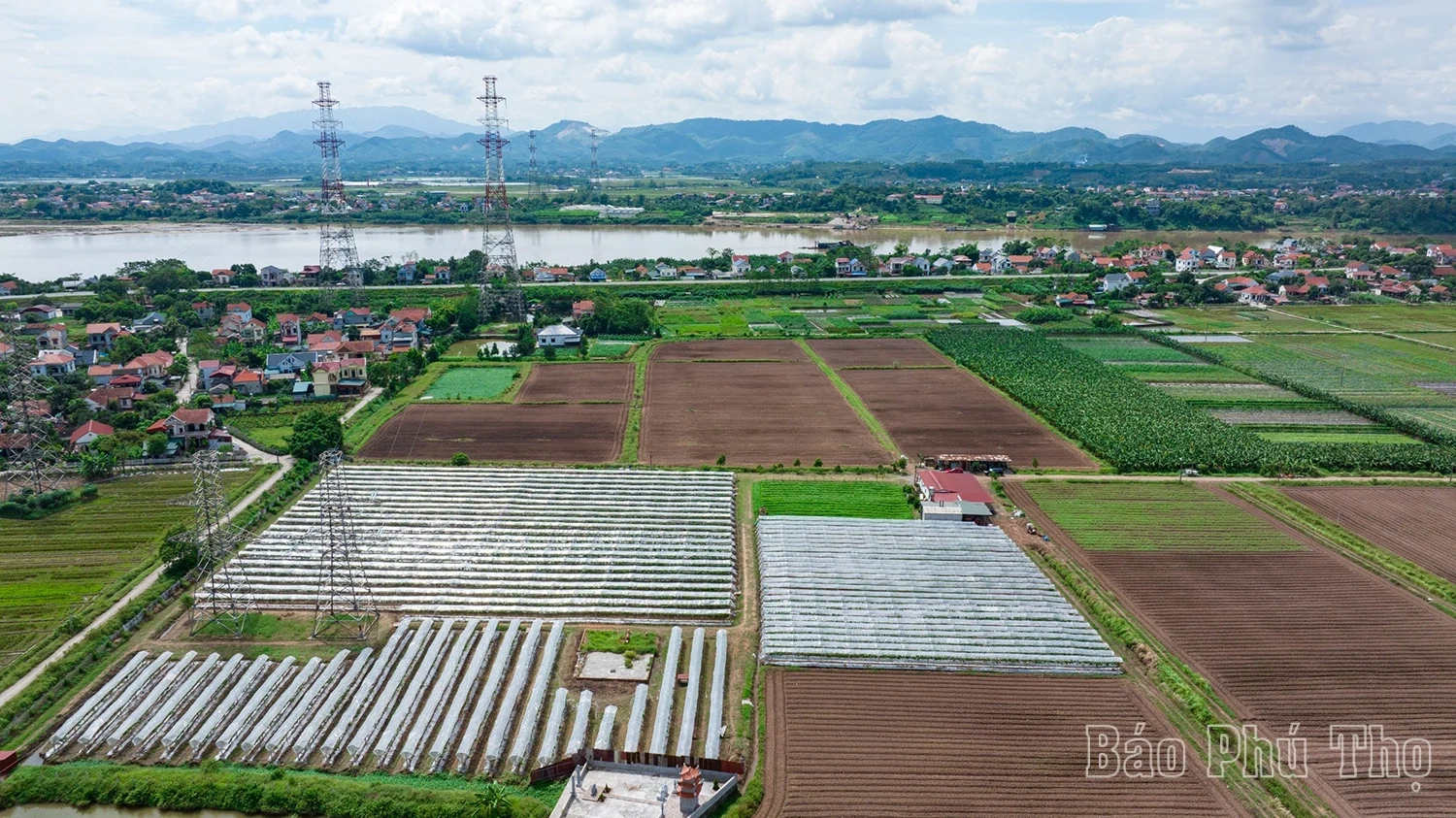 Lam Thao vineyard – Attracting visitors in Phu Tho