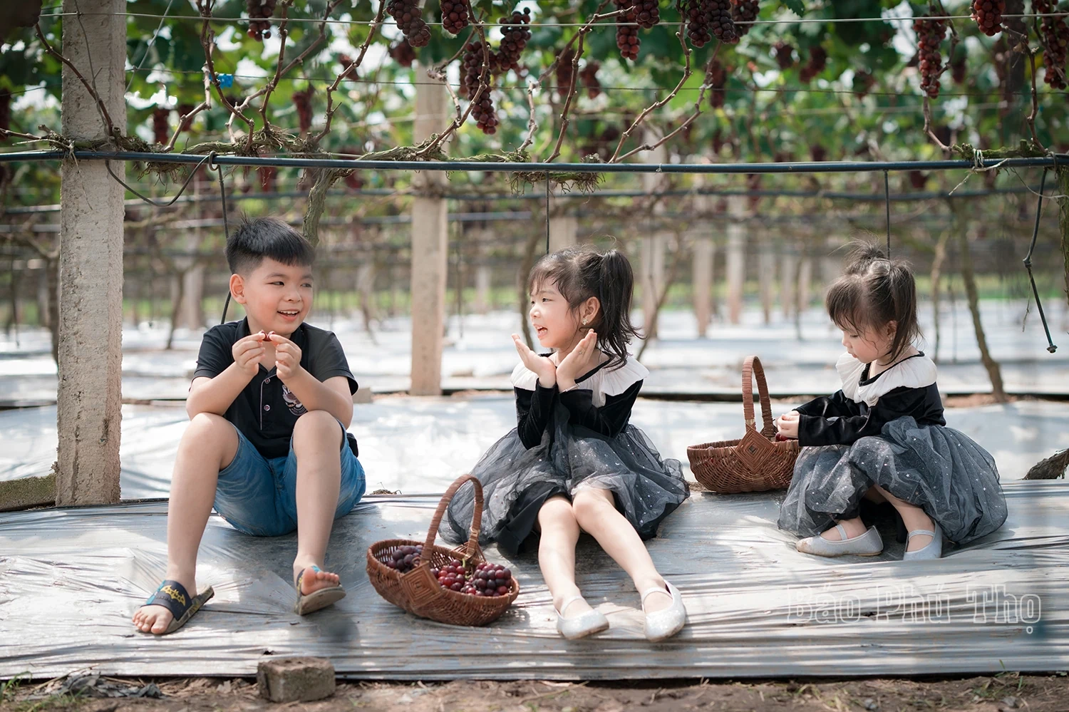 Lam Thao vineyard – Attracting visitors in Phu Tho