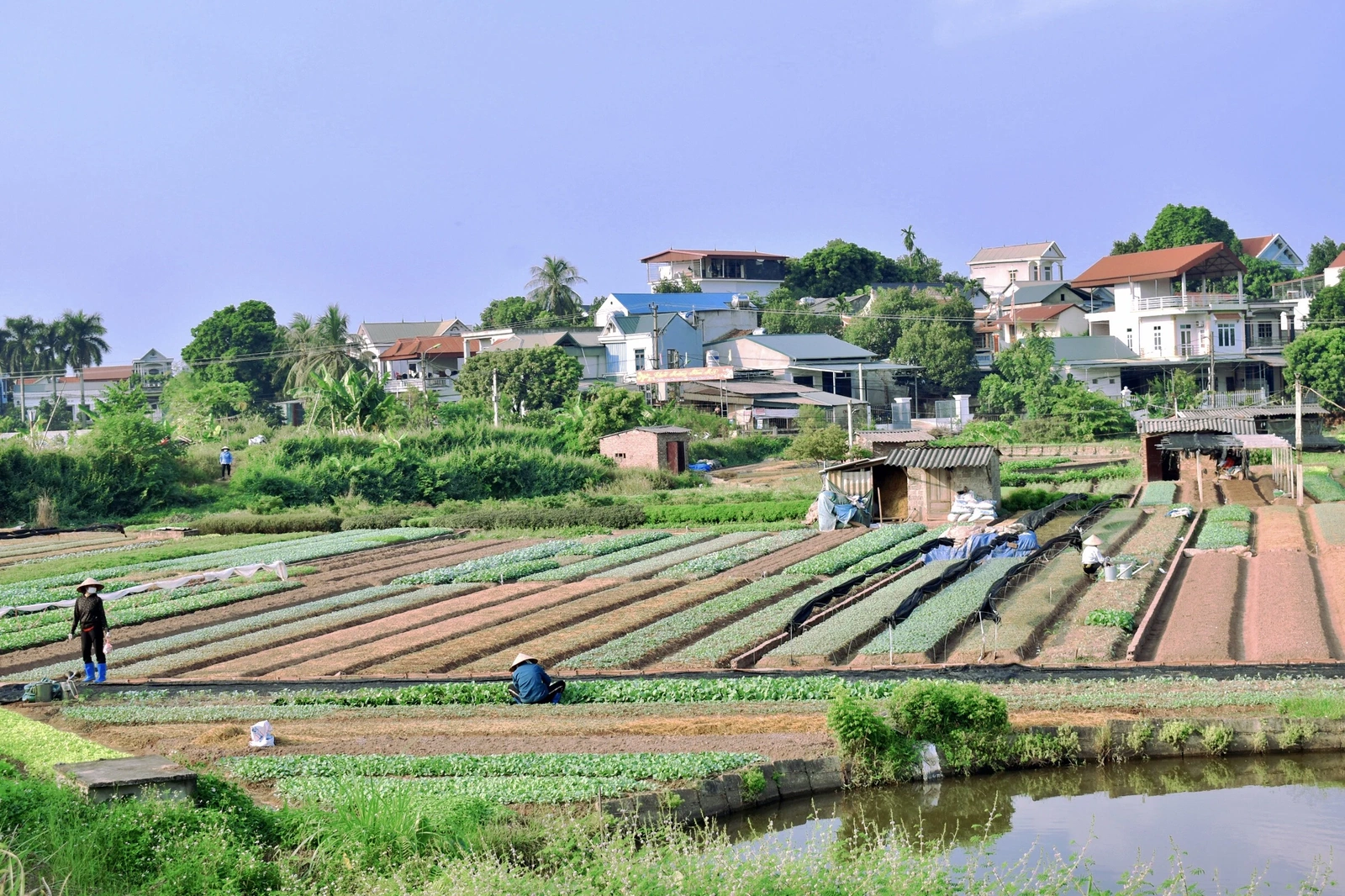Rau vụ đông xanh mướt ruộng đồng