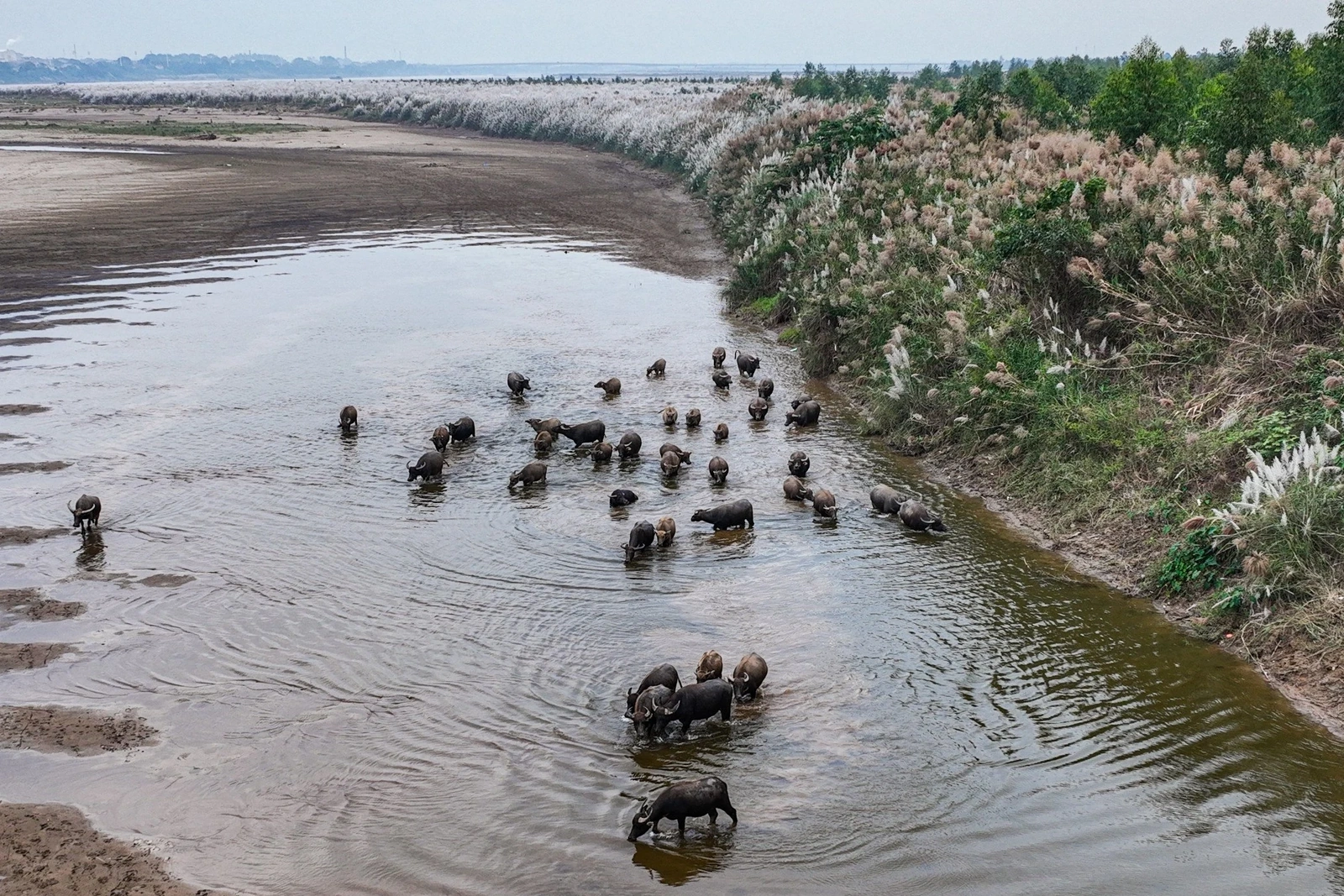 The colossal season of white reeds