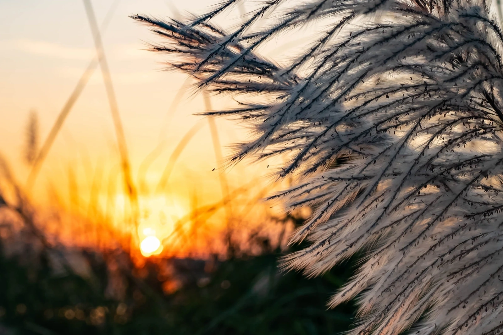 The colossal season of white reeds