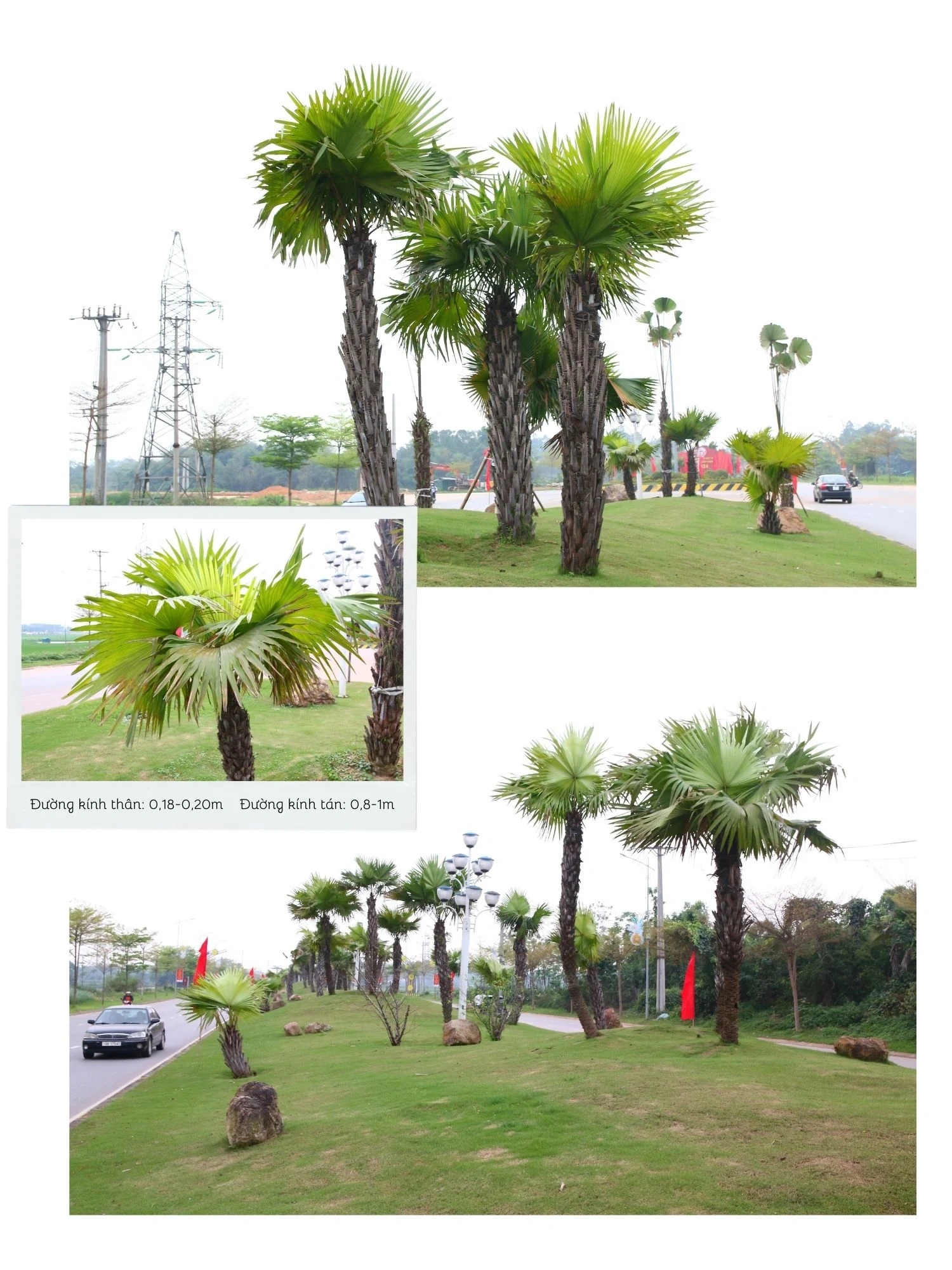 Sắc màu trung du