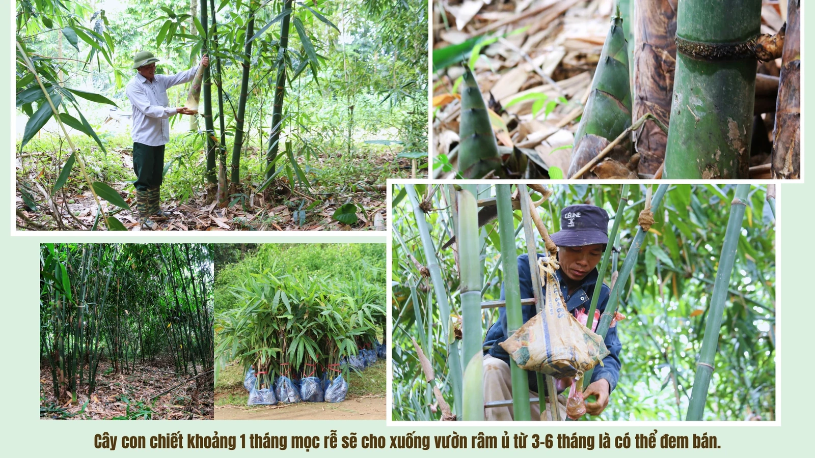 Người góp vành đai xanh “Luỹ tre biên giới Việt”