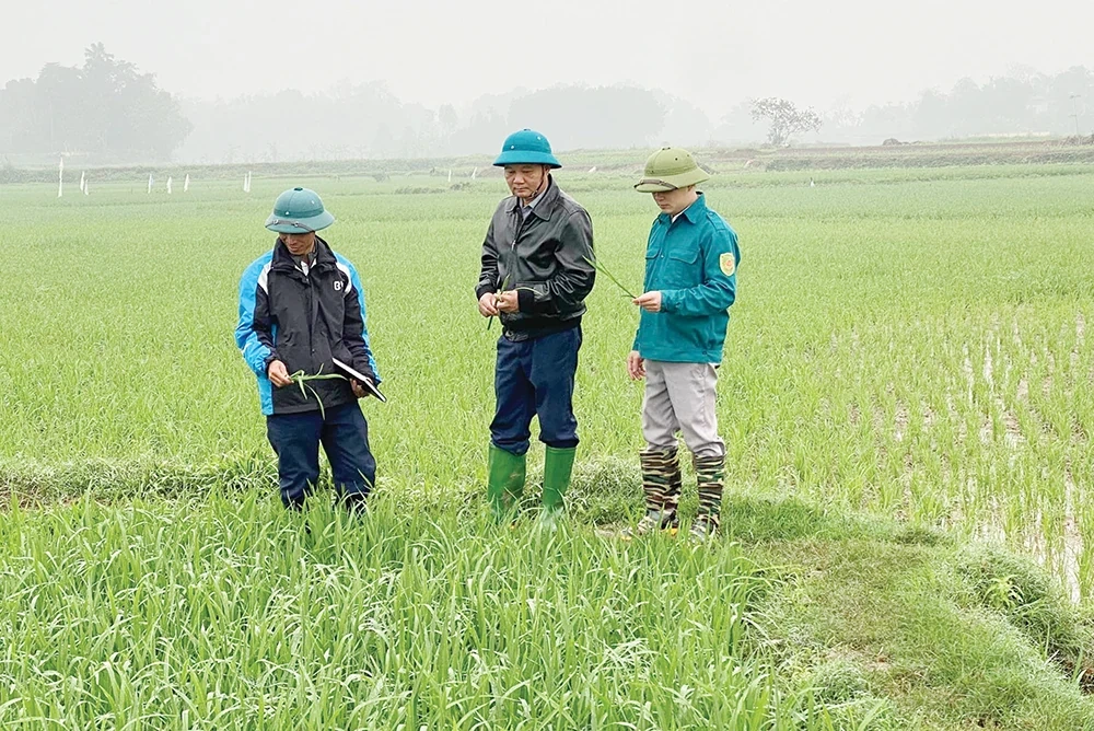 Yên Luật vươn mình
