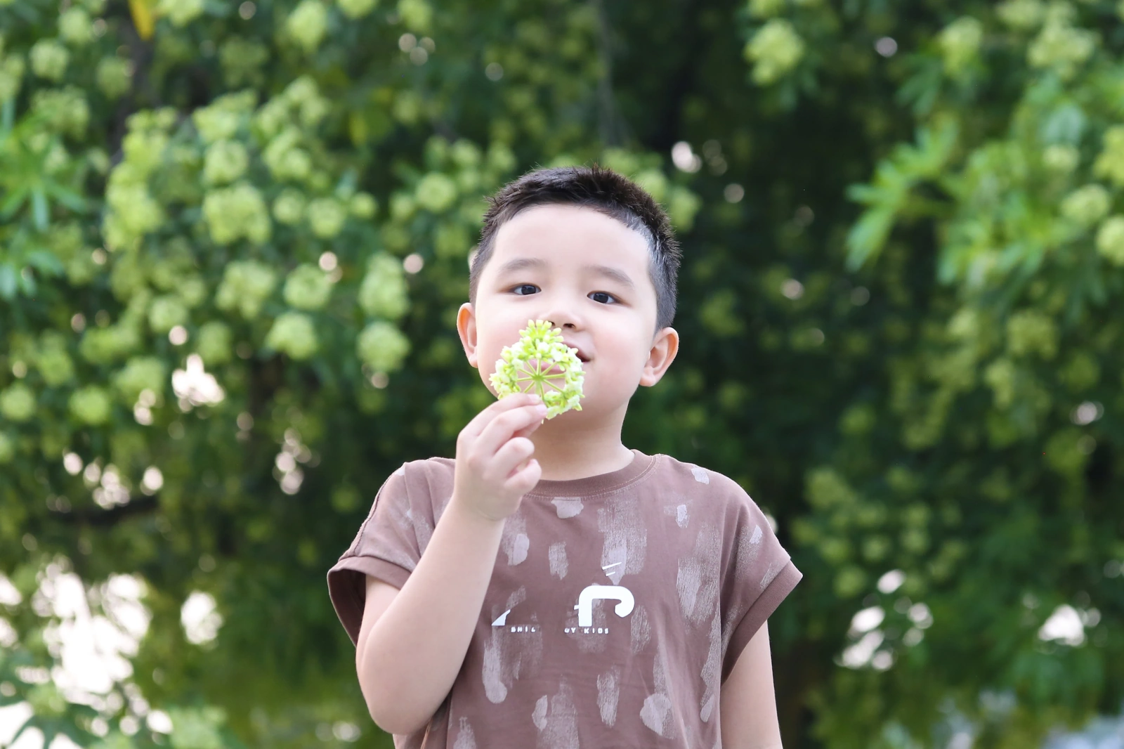 Mùa hoa sữa về trên phố
