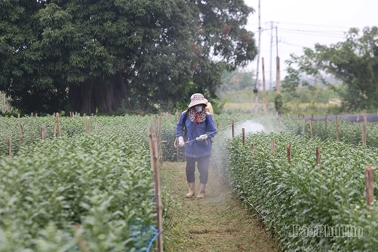 Làng hoa Tiên Du hối hả vào vụ Tết