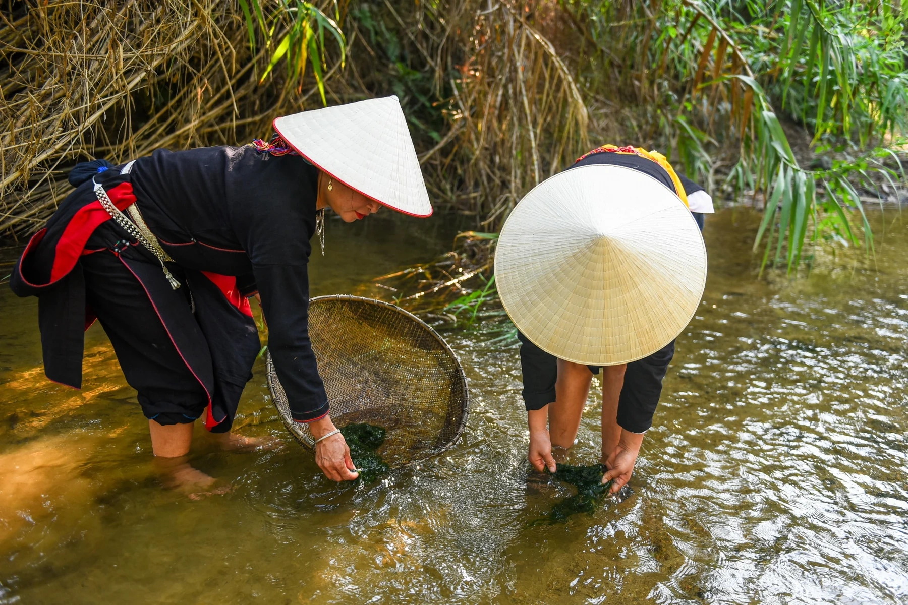 Rêu đá - Thức quà của dòng suối trong lành