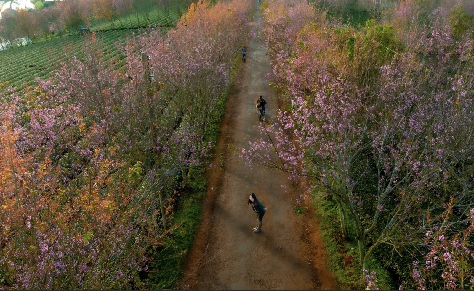 Đến Đà Lạt “săn” mai anh đào nở sớm