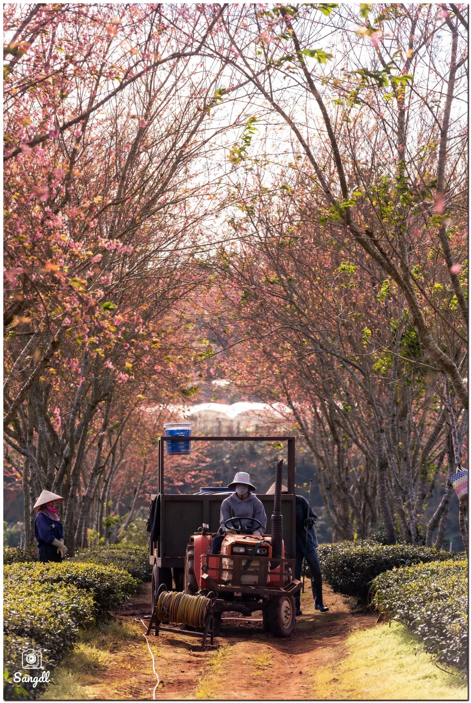 Đến Đà Lạt “săn” mai anh đào nở sớm