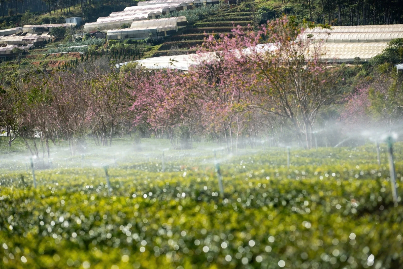 Đến Đà Lạt “săn” mai anh đào nở sớm