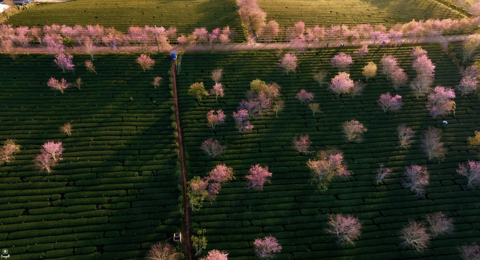 Đến Đà Lạt “săn” mai anh đào nở sớm