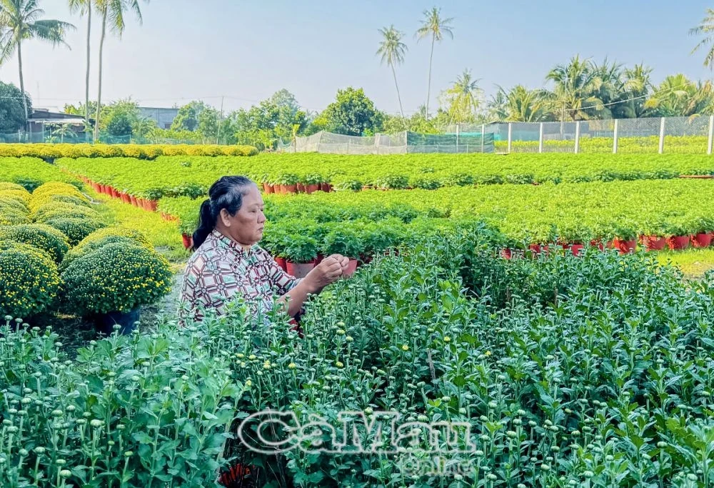 Xuân về làng hoa