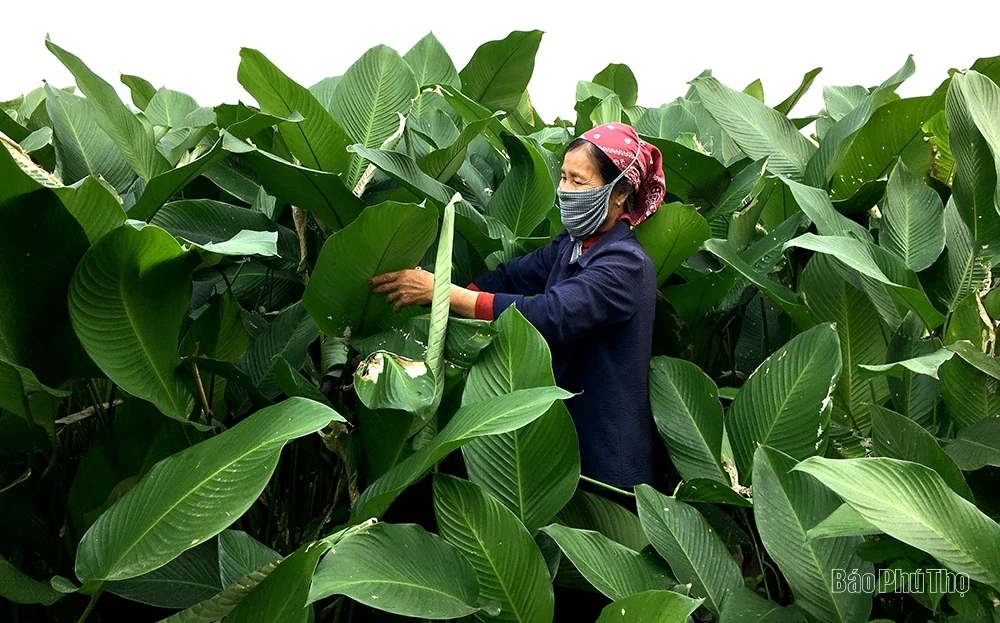Dong leaves during Tet season