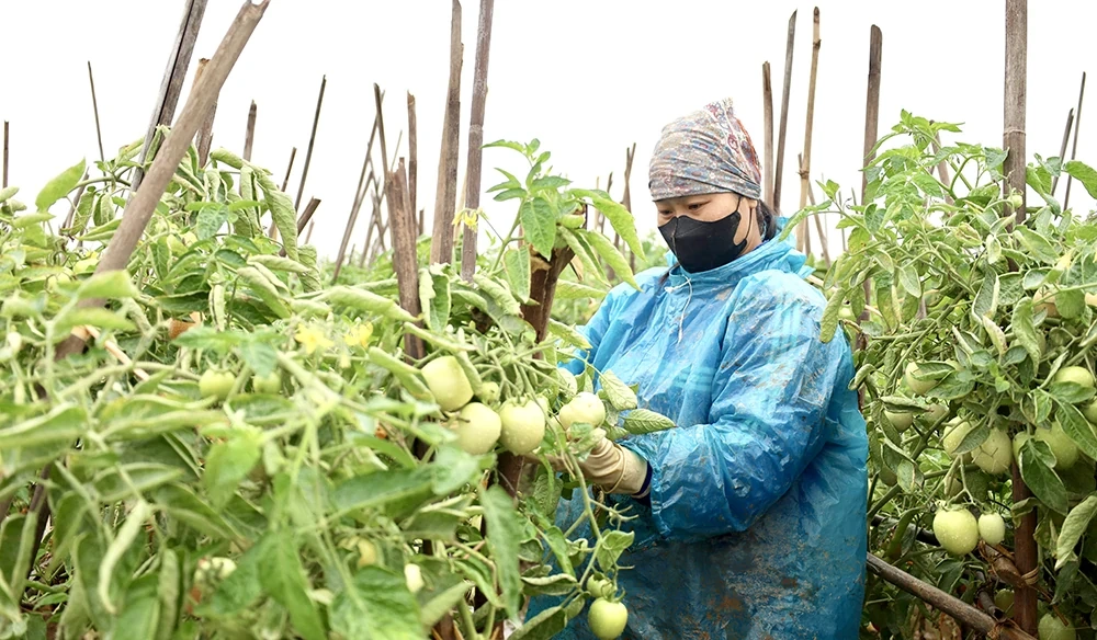 Màu xanh trở lại nơi cơn lũ đi qua