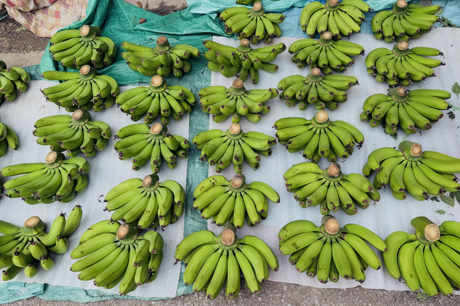 Chuối xanh cận Tết tăng giá đỉnh nóc, chạm mốc 450.000 đồng/nải