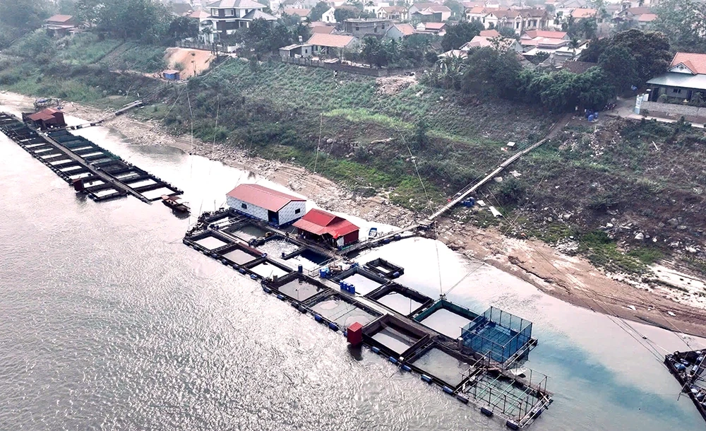 Lận đận...cá tiến Vua