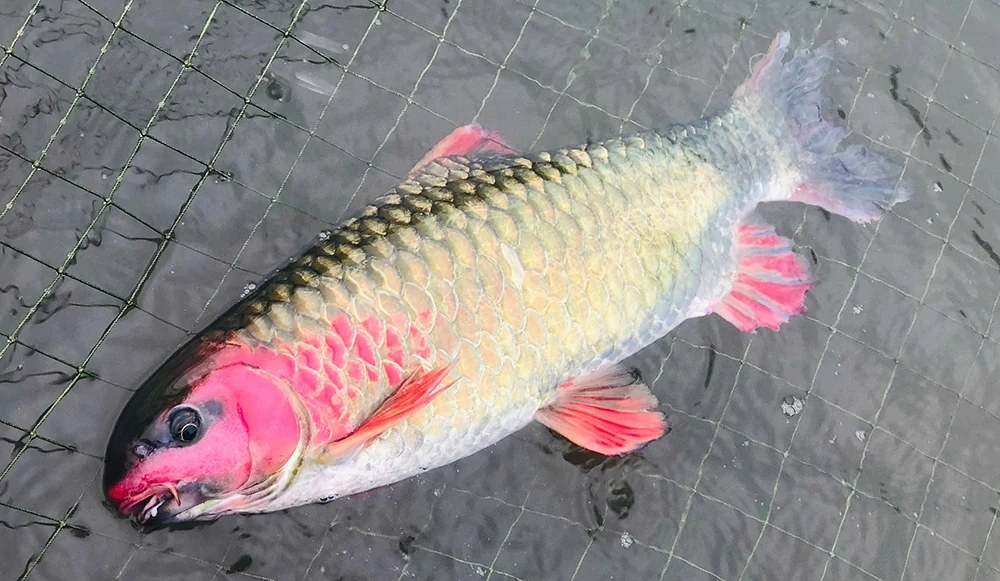 Lận đận...cá tiến Vua