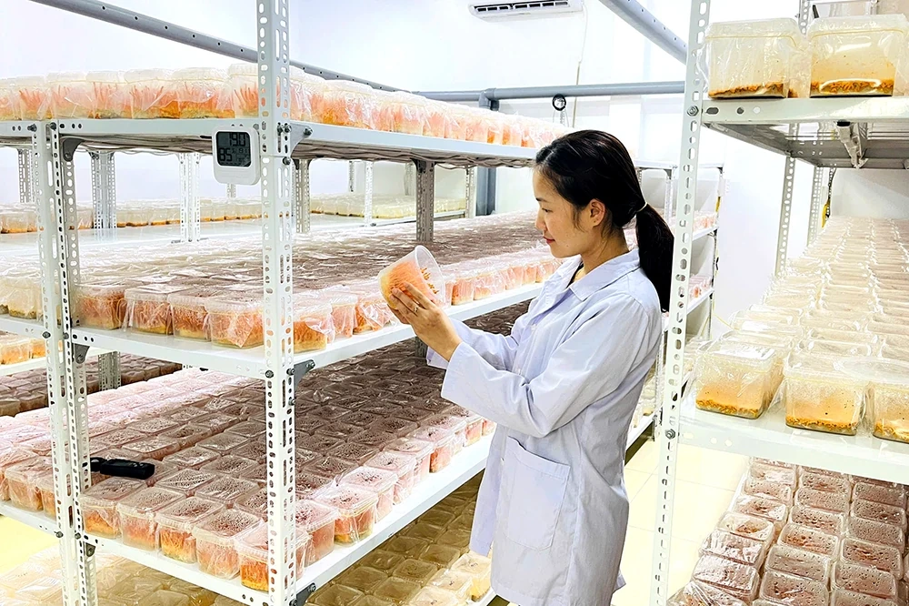 Triển vọng của mô hình sản xuất nấm đông trùng hạ thảo SH FARM
