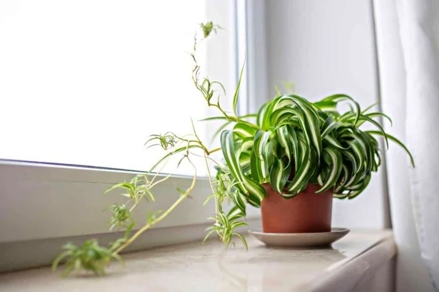 Top 10 cây nội thất vừa đẹp vừa giúp thanh lọc không khí