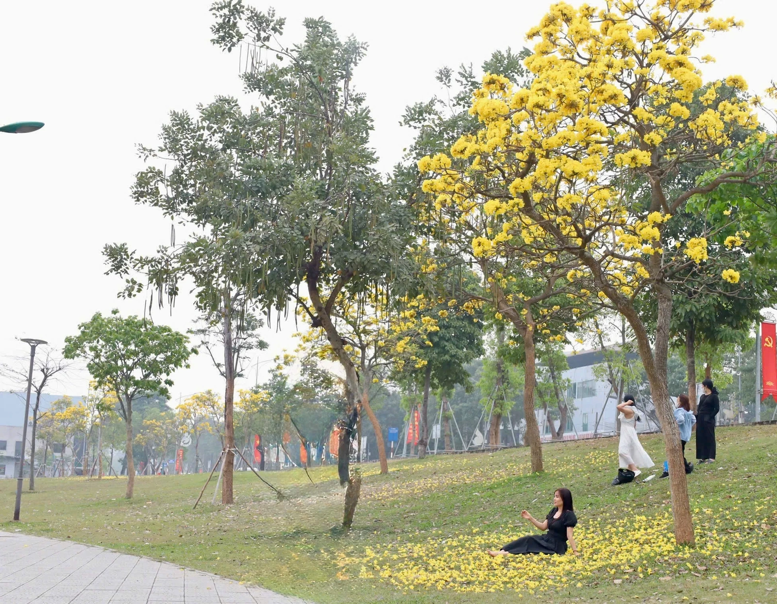 The Colors of Flowers on the Streets