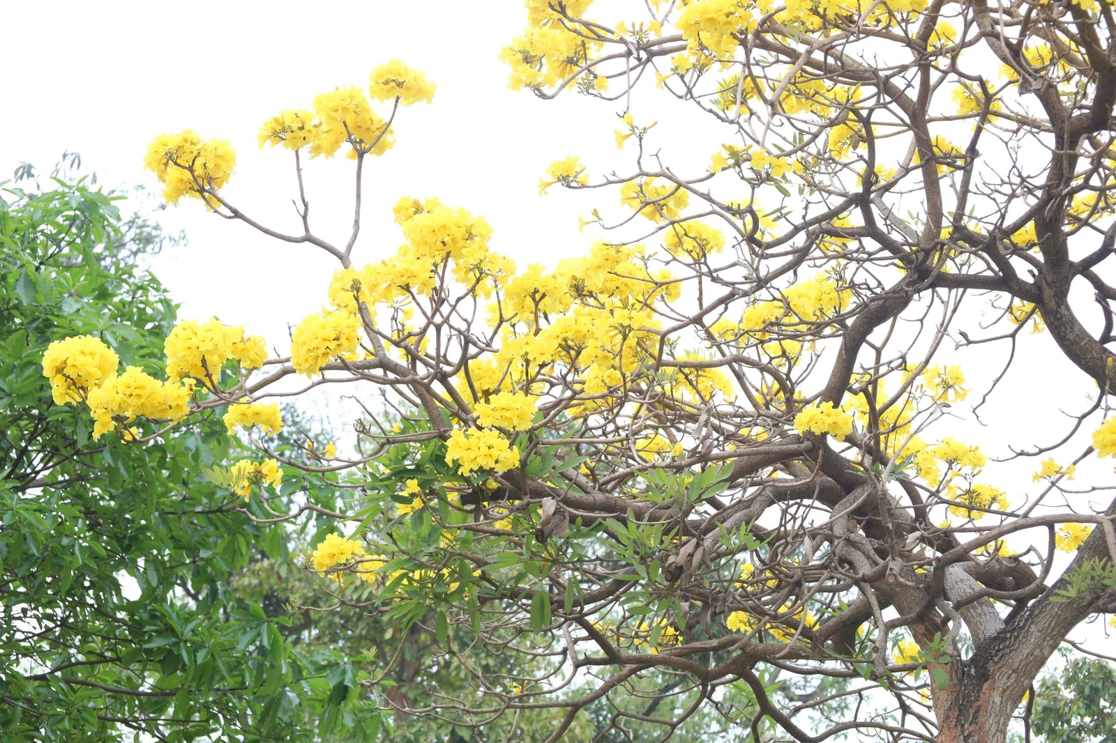 The Colors of Flowers on the Streets