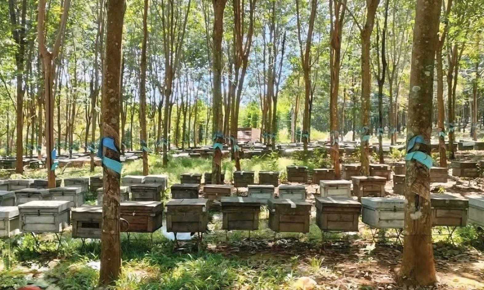 Nghề nuôi ong mật ở Tân Sơn