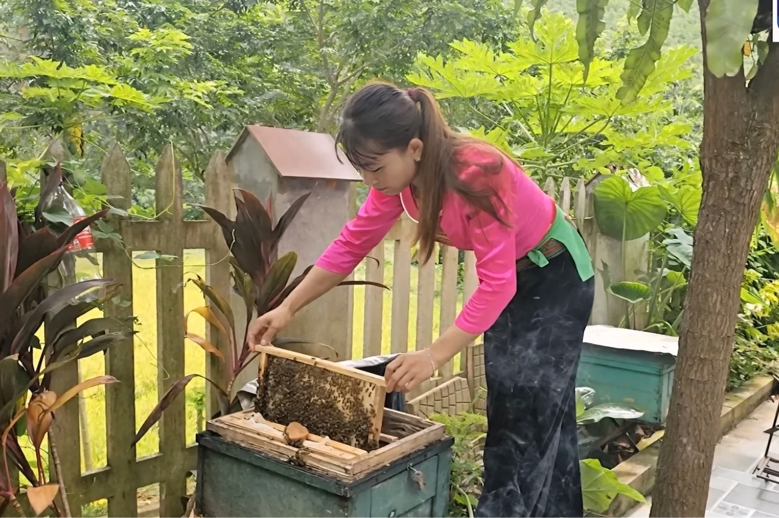 Nghề nuôi ong mật ở Tân Sơn