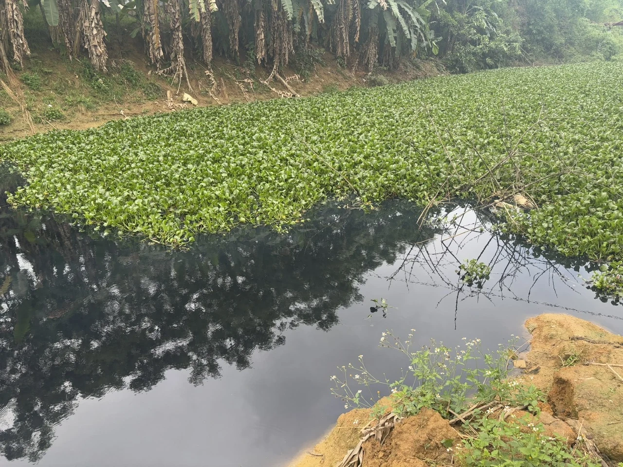 Ngòi Tranh nước bỗng “nhuộm” đen