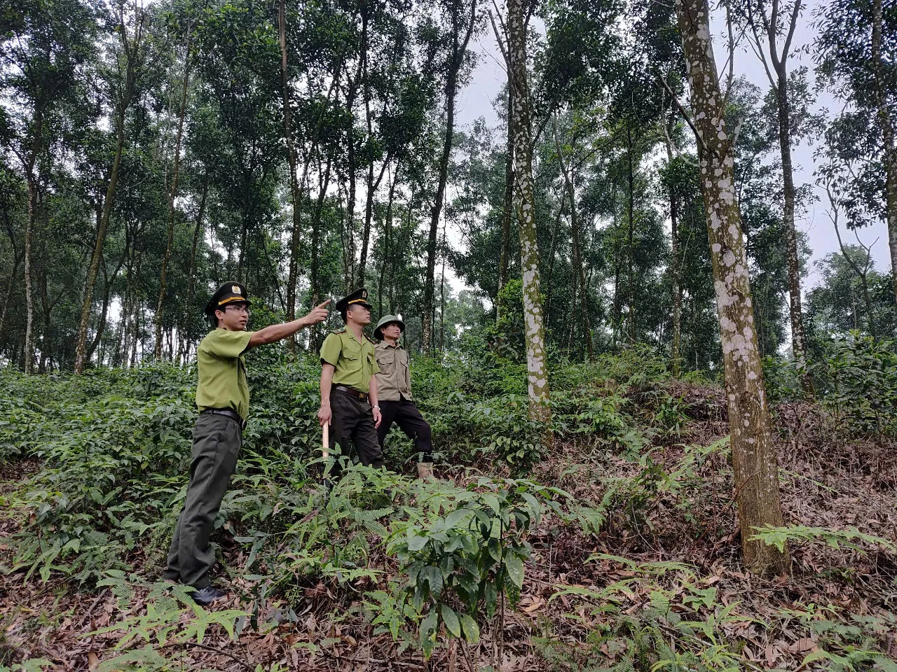 Nâng cao hiệu quả phòng cháy chữa cháy rừng