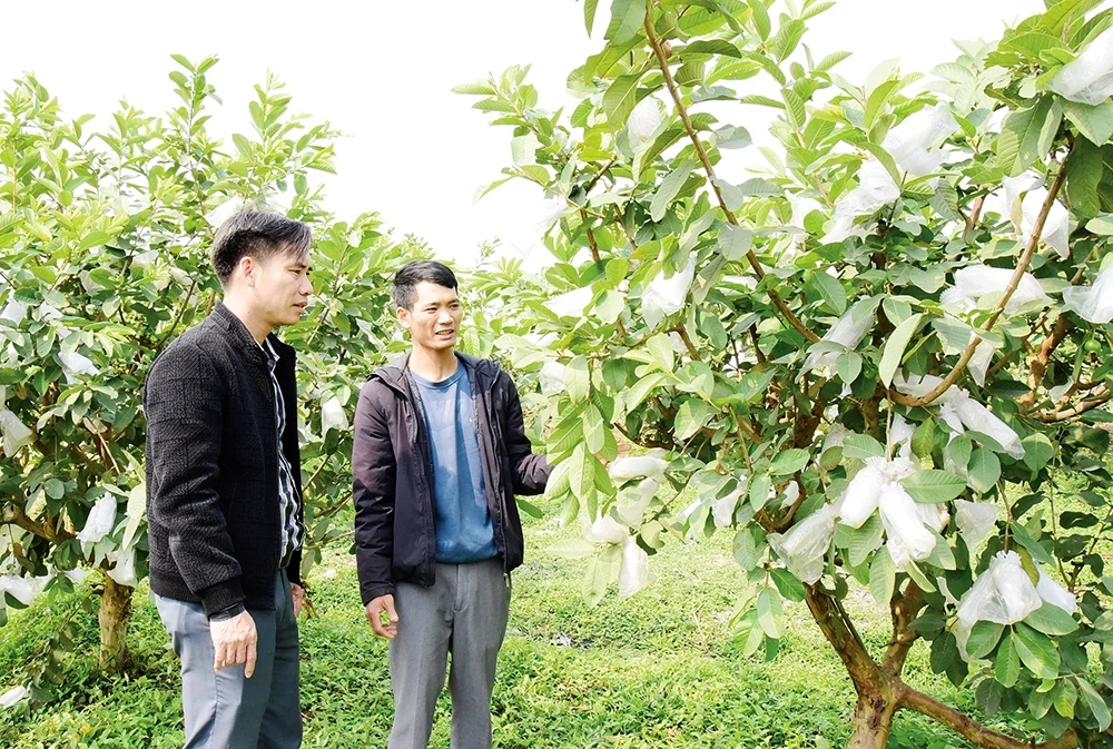 Trợ lực nông dân vượt khó làm giàu