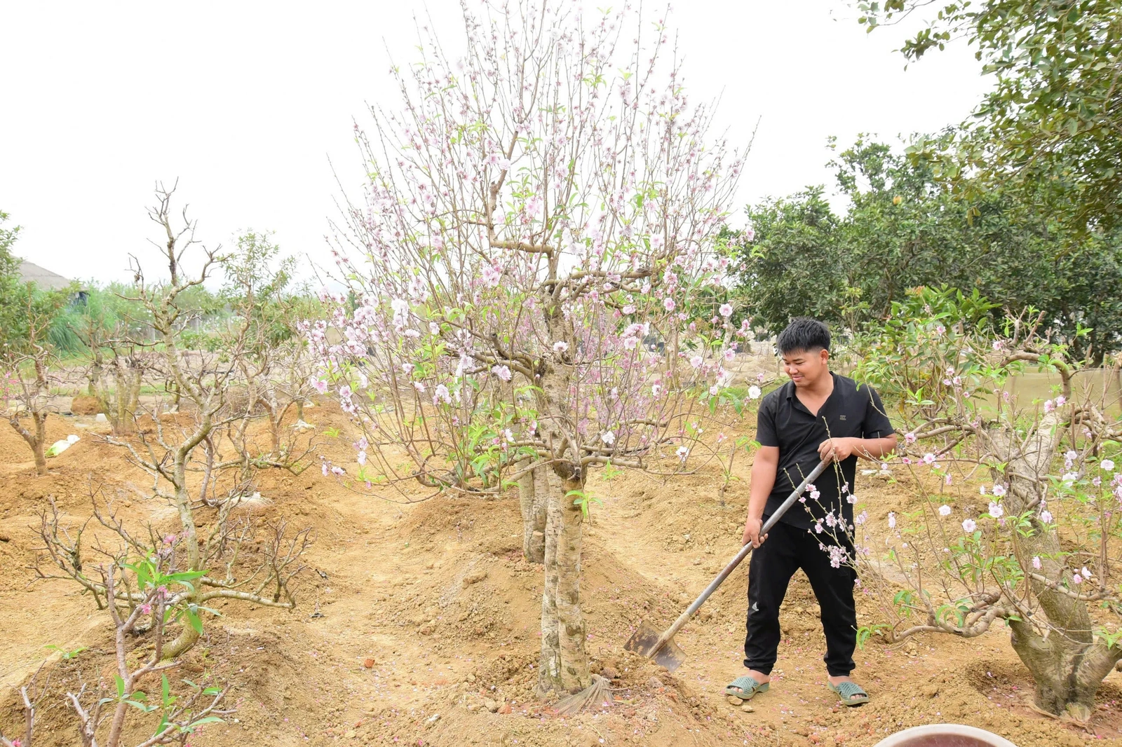 Hoàng Xá phát triển nghề trồng hoa, cây cảnh