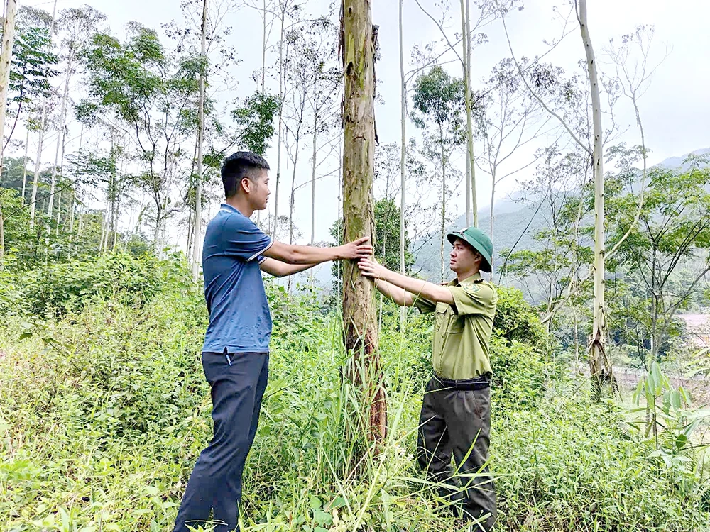 Kỳ II: Giải “bài toán” tăng diện tích rừng FSC