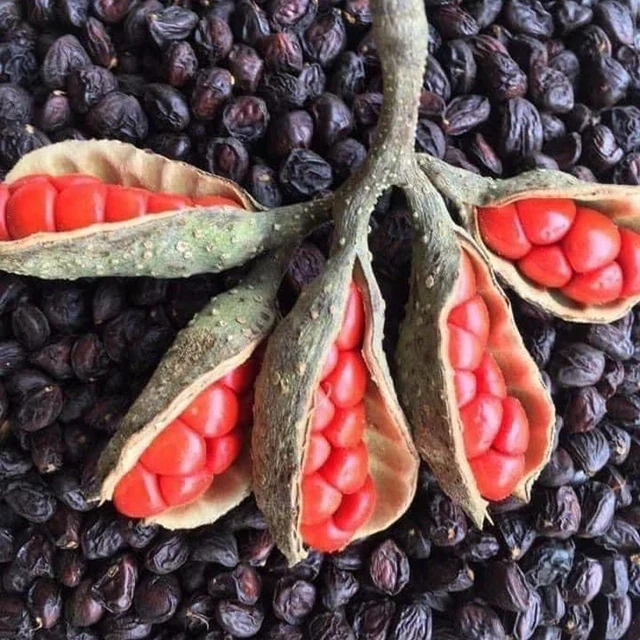 Cẩn trọng khi mua hạt dổi rừng kém chất lượng, không rõ nguồn gốc xuất xứ