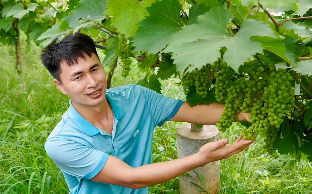 Ngọt ngào nho sữa giữa đảo hồ Thác Bà