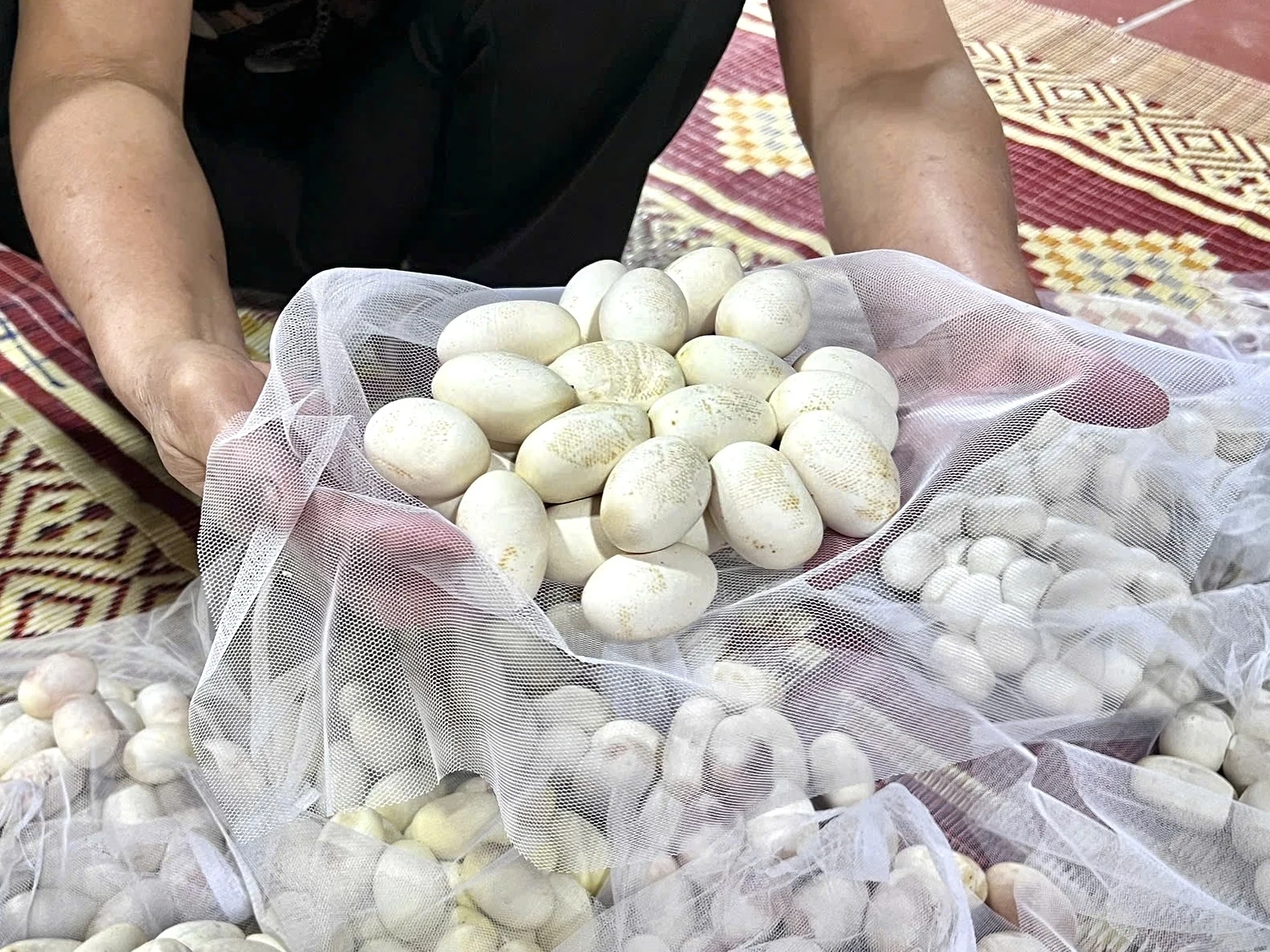 Mùa rắn cho “vàng”