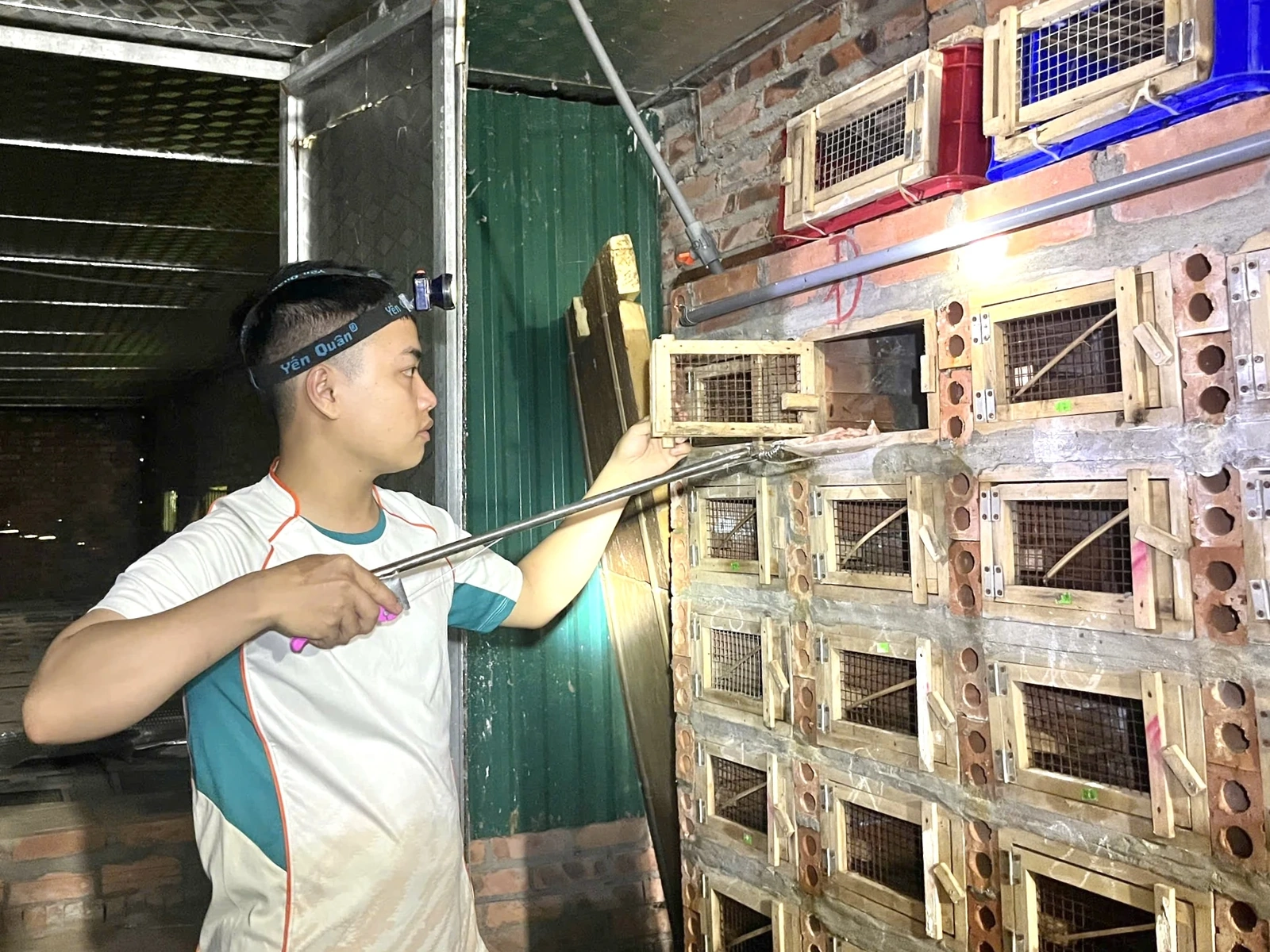 Mùa rắn cho “vàng”