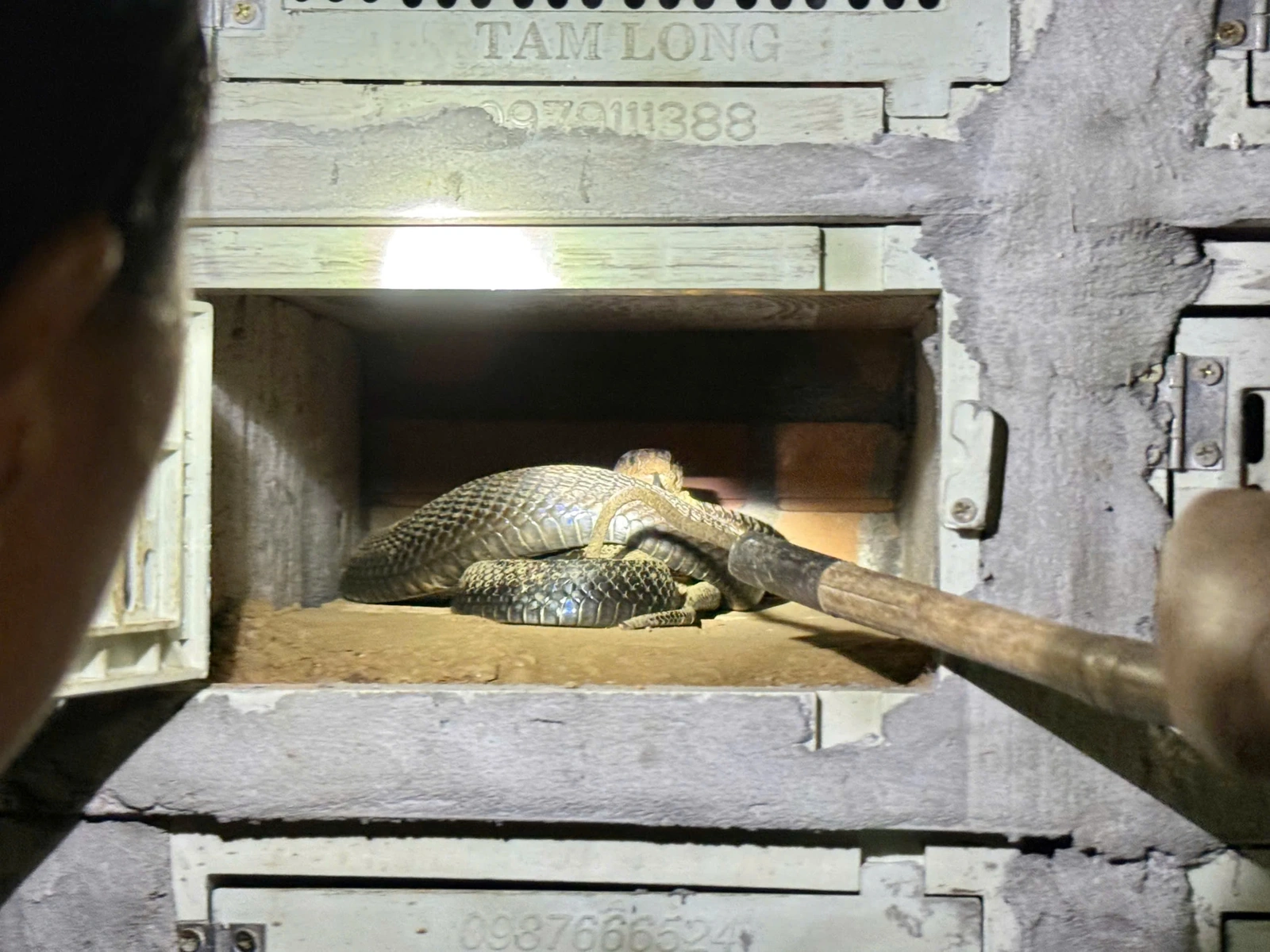 Mùa rắn cho “vàng”