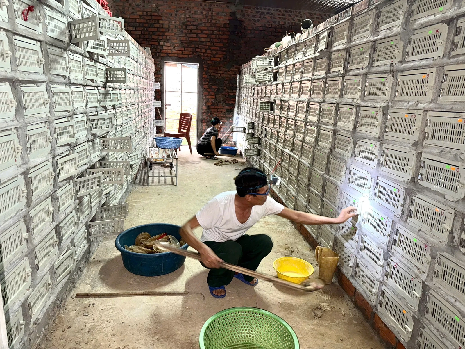 Mùa rắn cho “vàng”