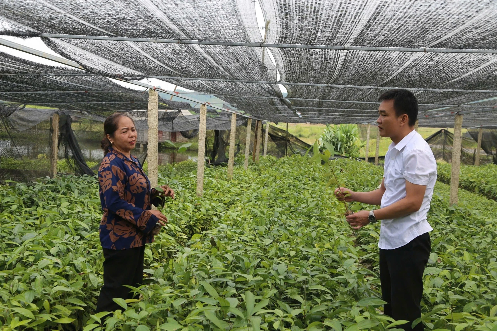 Nghị quyết làm giàu từ đồi rừng