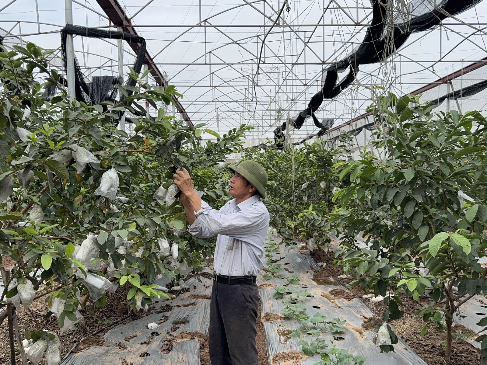 Đồng bộ giải pháp nâng cao thu nhập cho người dân