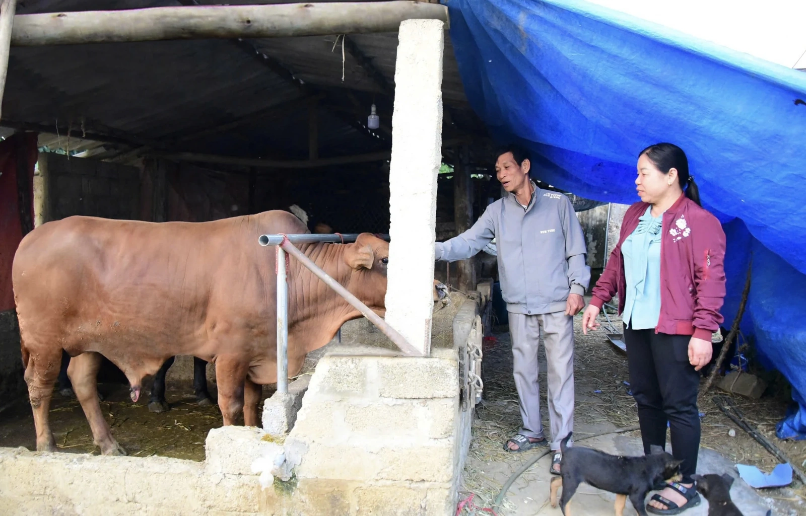 Cự Thắng vươn lên từ nội lực