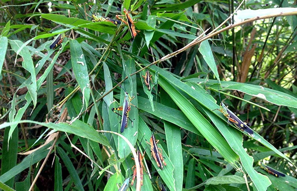 Phú Thọ cảnh báo nạn châu chấu gây hại cây trồng