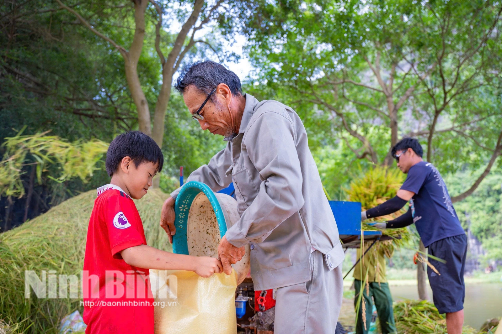 Mùa vàng” Tam Cốc giữa non nước bao la