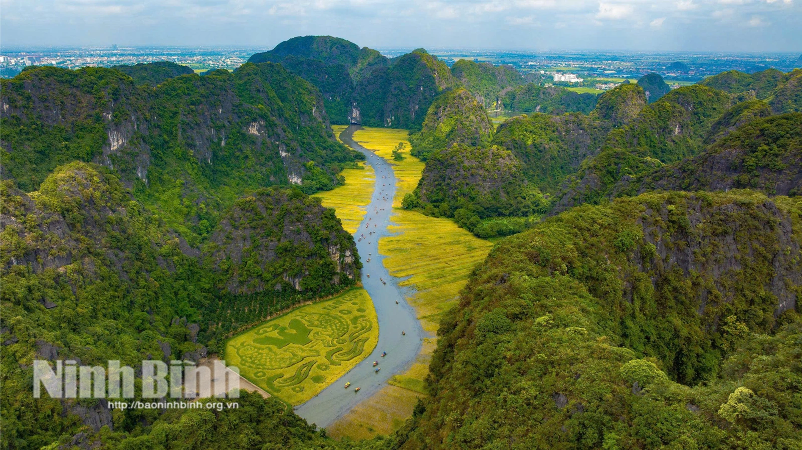 Mùa vàng” Tam Cốc giữa non nước bao la