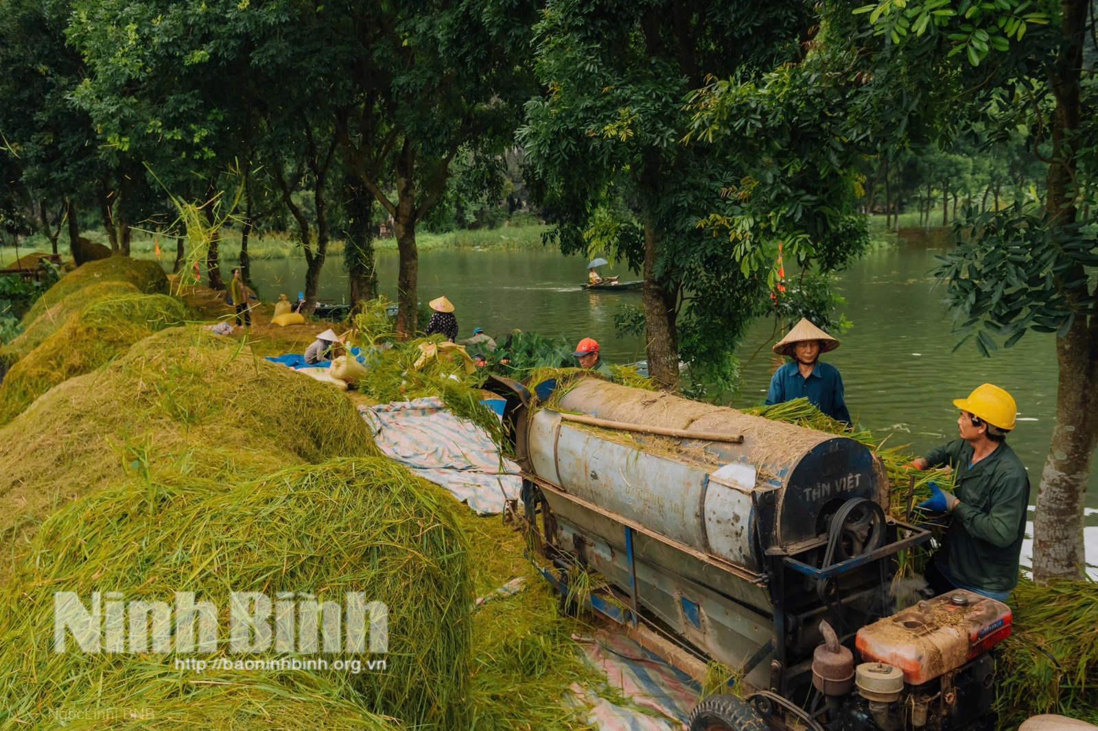 Mùa vàng” Tam Cốc giữa non nước bao la