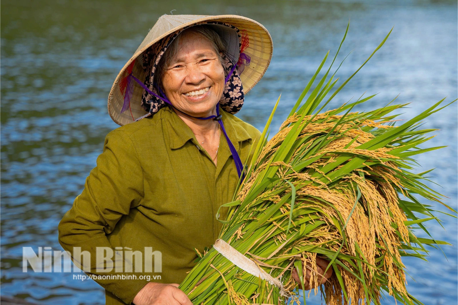 Mùa vàng” Tam Cốc giữa non nước bao la