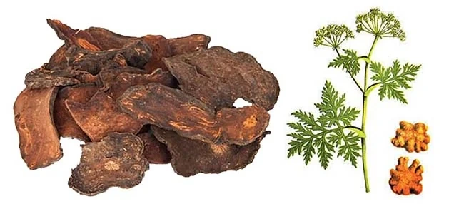 5 vị thuốc phòng và trị rối loạn tiền đình