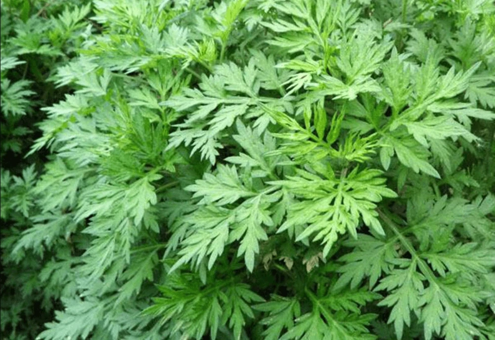 5 vị thuốc phòng và trị rối loạn tiền đình