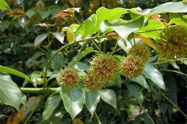 5 vị thuốc phòng và trị rối loạn tiền đình