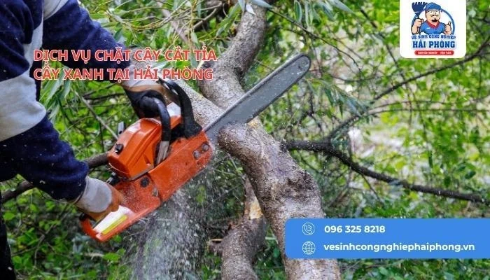 HOANGHUYCLEAN Dịch vụ cắt cây tỉa cảnh tại Hải Phòng chuyên nghiệp
